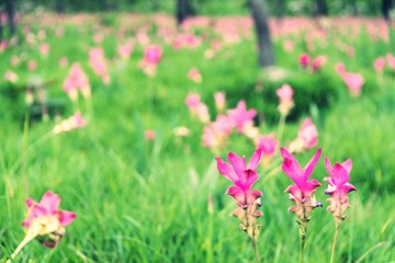 Close up Siam tulip flower thailand (Krachai flower)