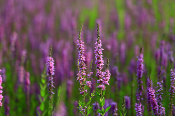 The beauty of the lavender