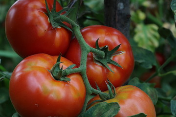 Tomatoes growing in greenhouse