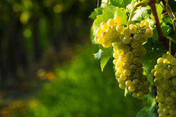 Fototapeta premium wine grapes on cordon at wineyard before harvest