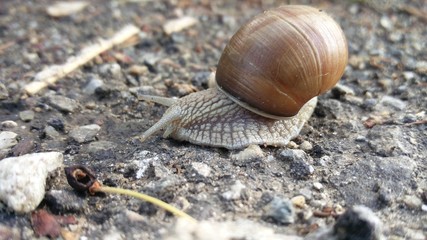 Schnecke