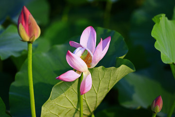 Blooming lotus flower, very beautiful