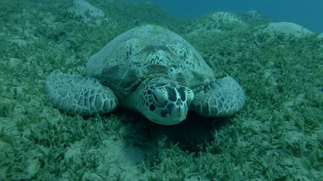 Green sea turtle asleep lying on the sea grass (Chelonia mydas) Front shots, Close-up, Underwater shot, 4K / 60fps
