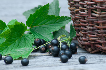Harvest of black currants in a wicker basket.