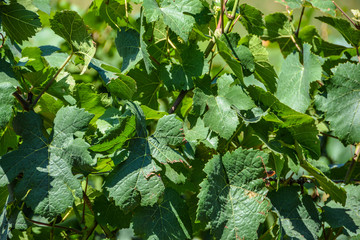 Weinblätter Im Sommer
