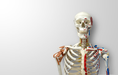 closeup human skeleton model