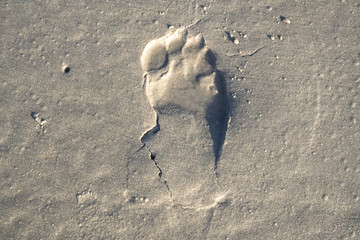 Photo of human footprint, sea and sand in the morning or summer day with copy space background.