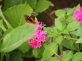 Butterfly on a plant