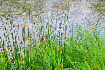 Morning on the river