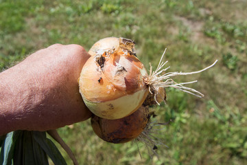 Fresh onions in hand.