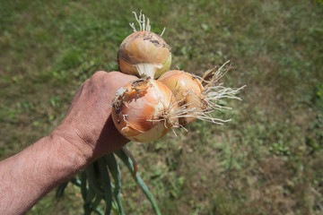 Fresh onions in hand.