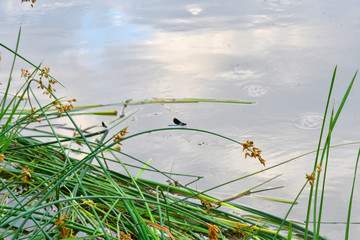 Morning on the river