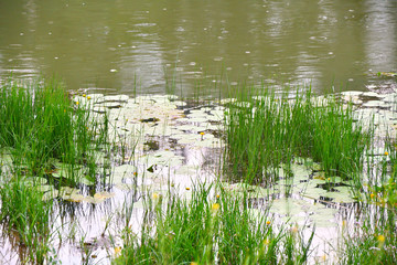 Morning on the river