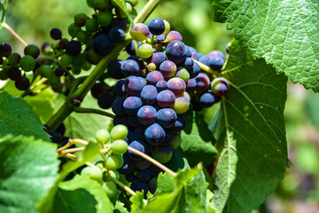 Rotwein Weintrauben am Stock