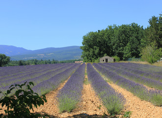 champ de lavandes