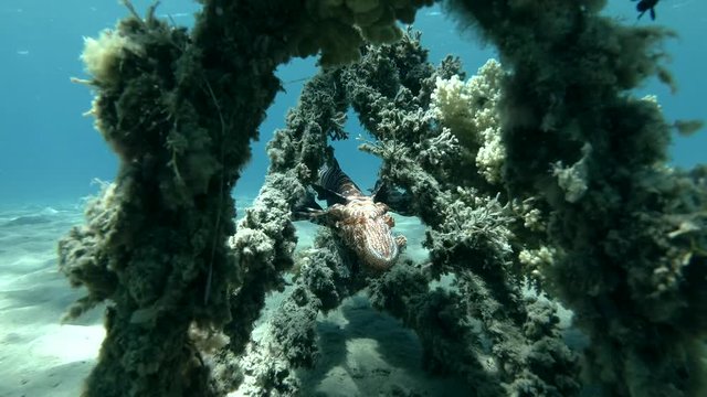Red Lionfish Pterois volitans resting on the wreck upside down (Underwater shot, 4K / 60fps)
