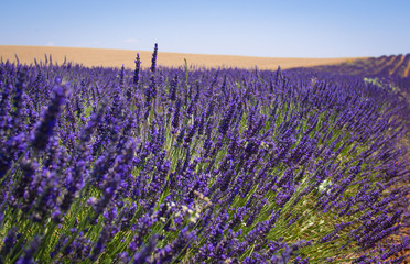 Naklejka na ściany i meble Lavender field in sunlight,Spain. Beautiful image of lavender field.Lavender flower field, image for natural background.Very nice view of the lavender fields. 