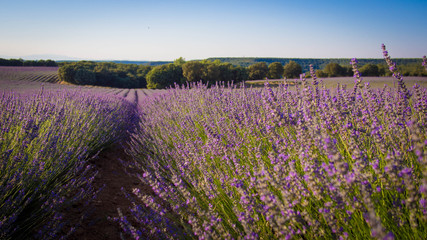 Fototapeta premium Lavender field in sunlight,Spain. Beautiful image of lavender field.Lavender flower field, image for natural background.Very nice view of the lavender fields. 