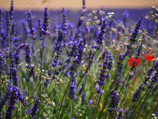 Obraz premium Lavender field in sunlight,Spain. Beautiful image of lavender field.Lavender flower field, image for natural background.Very nice view of the lavender fields. 