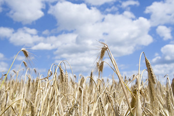 golden harvest