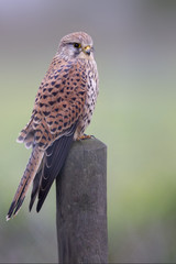 Turmfalke seitliche Nahaufnahme