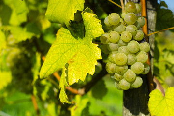 grapes on vine stock at wine yard