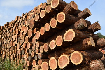 切り出された杉の丸太