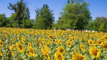 Sunflowers texture and background for designers. Macro view of sunflower in bloom. Organic and natural flower background.
