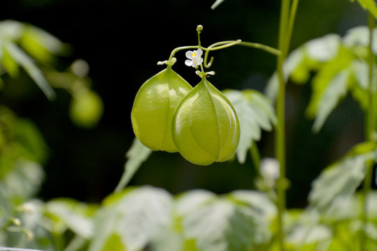 フウセンカズラ の画像 492 件の Stock 写真 ベクターおよびビデオ Adobe Stock