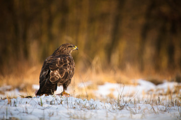 Common buzzard