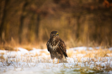 Common buzzard