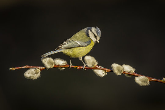 Blue tit