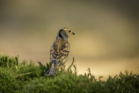 Brambling