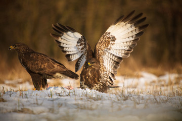 Common buzzard
