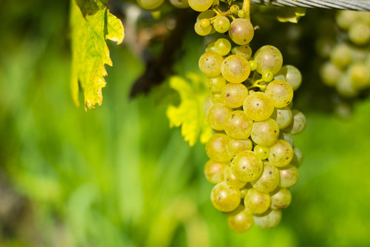 grapes on vine stock at wine yard