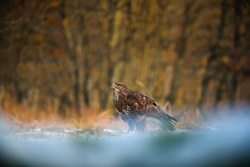 Common buzzard