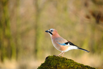 Eurasian jay