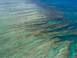 Coral reef22