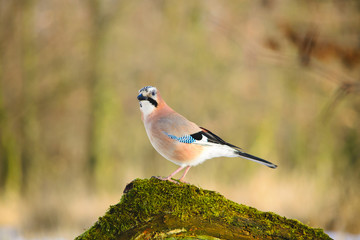 Eurasian jay