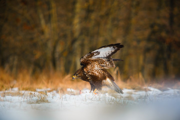 Common buzzard