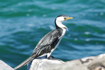 Little Pied Cormorant, Microcarbo melanoleucos, photo was taken in Western Australia