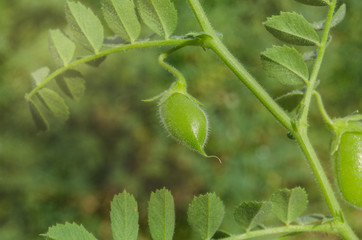 Macro photo of lentil  in the home grow garden