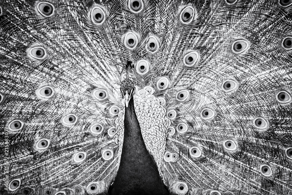 Wall mural indian peafowl - pavo cristatus, colorless