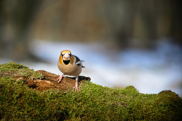 A Hawfinch bird