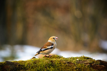 A Hawfinch bird