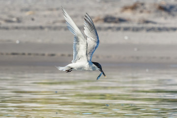 seeschwalben