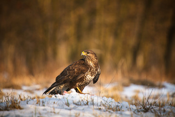 Common buzzard