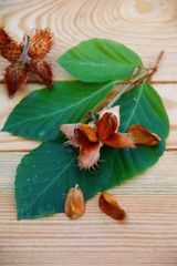 buchenfrüchte    bucheckern  rotbuche