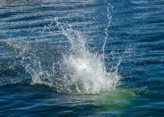 Obraz premium splashing water from a dive into the water