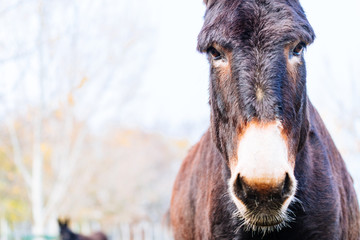 Fototapeta premium Asino nella natura